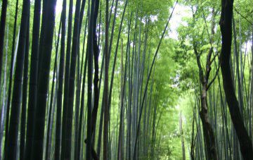 やまもと眼科