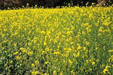 植田眼科クリニック