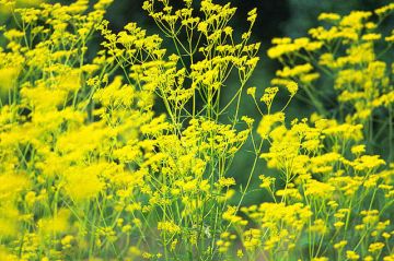 芥川眼科